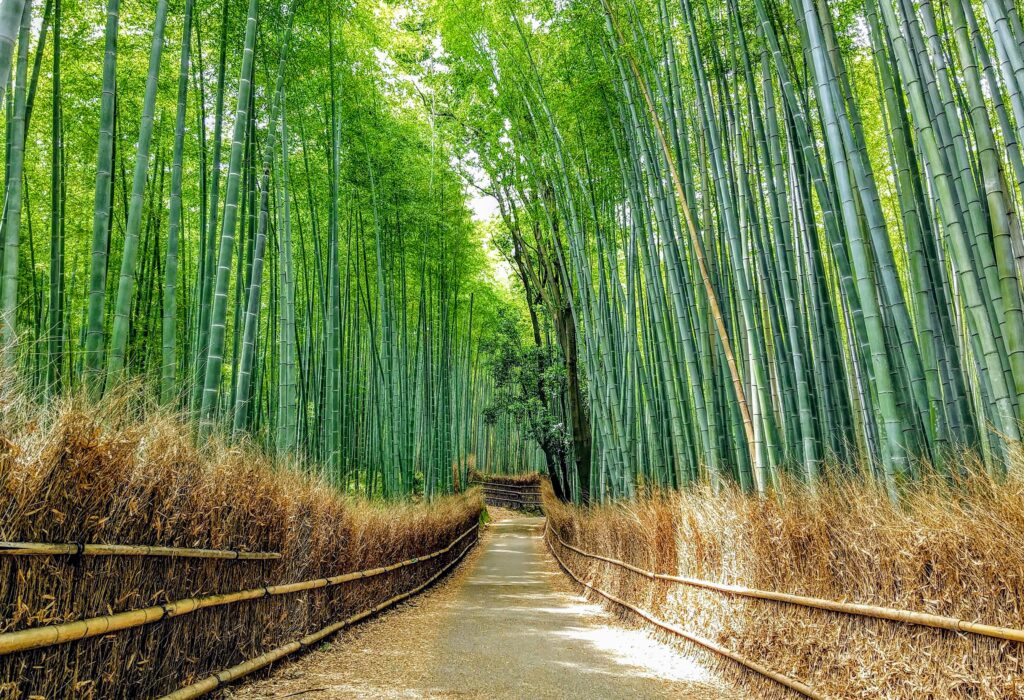 Kyoto — Bamboo Groves, Temples, Tea Rituals, and Ramen Mastery (3 nights)
