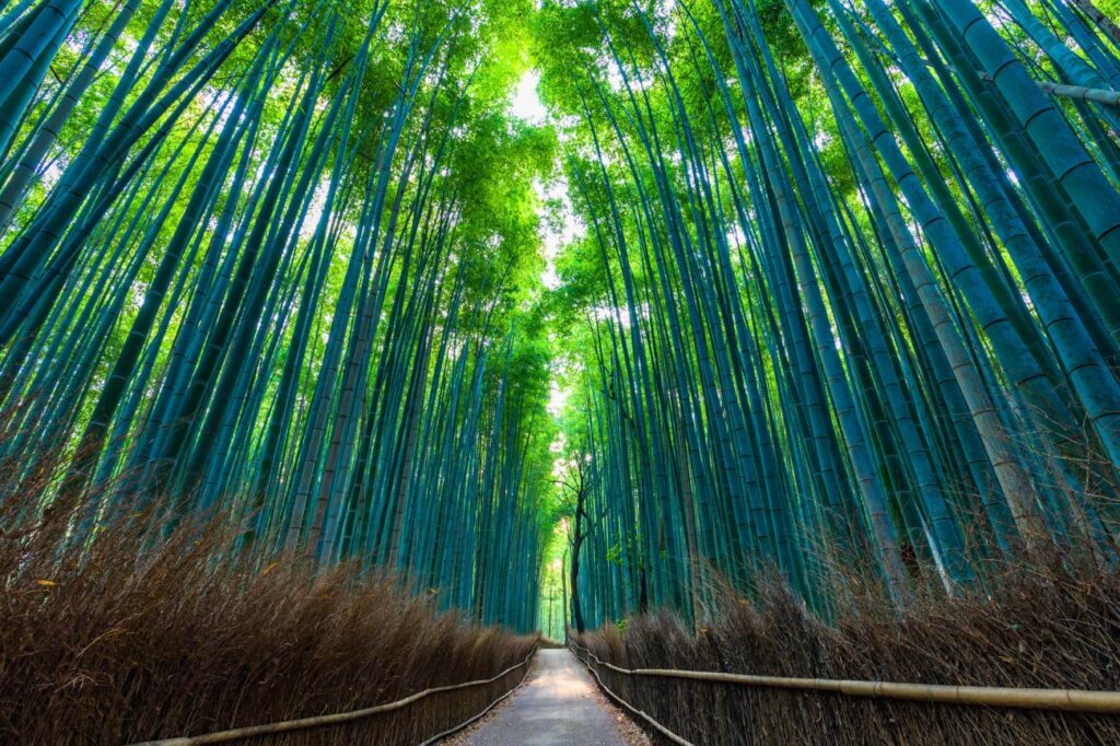 Arashiyama and Bamboo Forest Then Discover Kyoto’s Natural Beauty