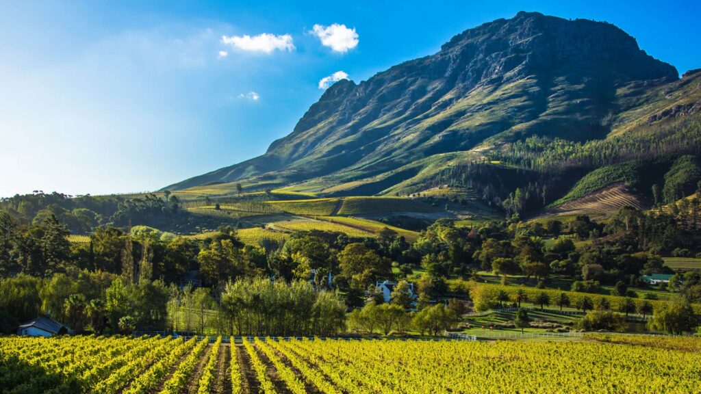 Cape Winelands + Grootbos Taste, Breathe, Reset (Days 1–4)