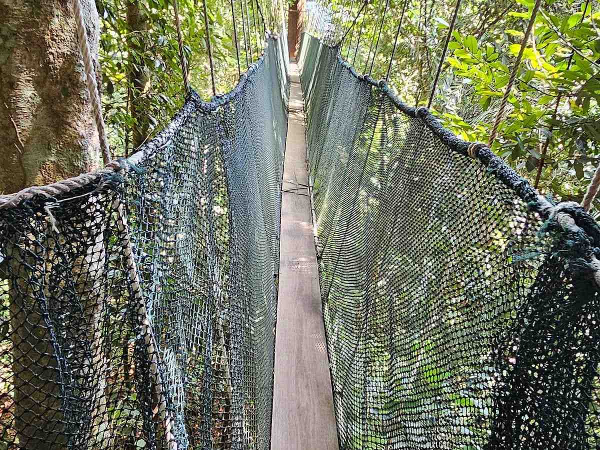 Dense Borneo rainforest canopy viewed from a canopy walkway with sunlight filtering through towering dipterocarp trees and mist rising from the jungle floor, wildlife honeymoon destination, editorial photography