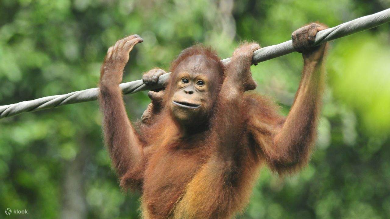 Young orangutan hanging from a rope at Sepilok Rehabilitation Centre in Borneo with lush green rainforest canopy behind, intimate wildlife encounter honeymoon, editorial photography
