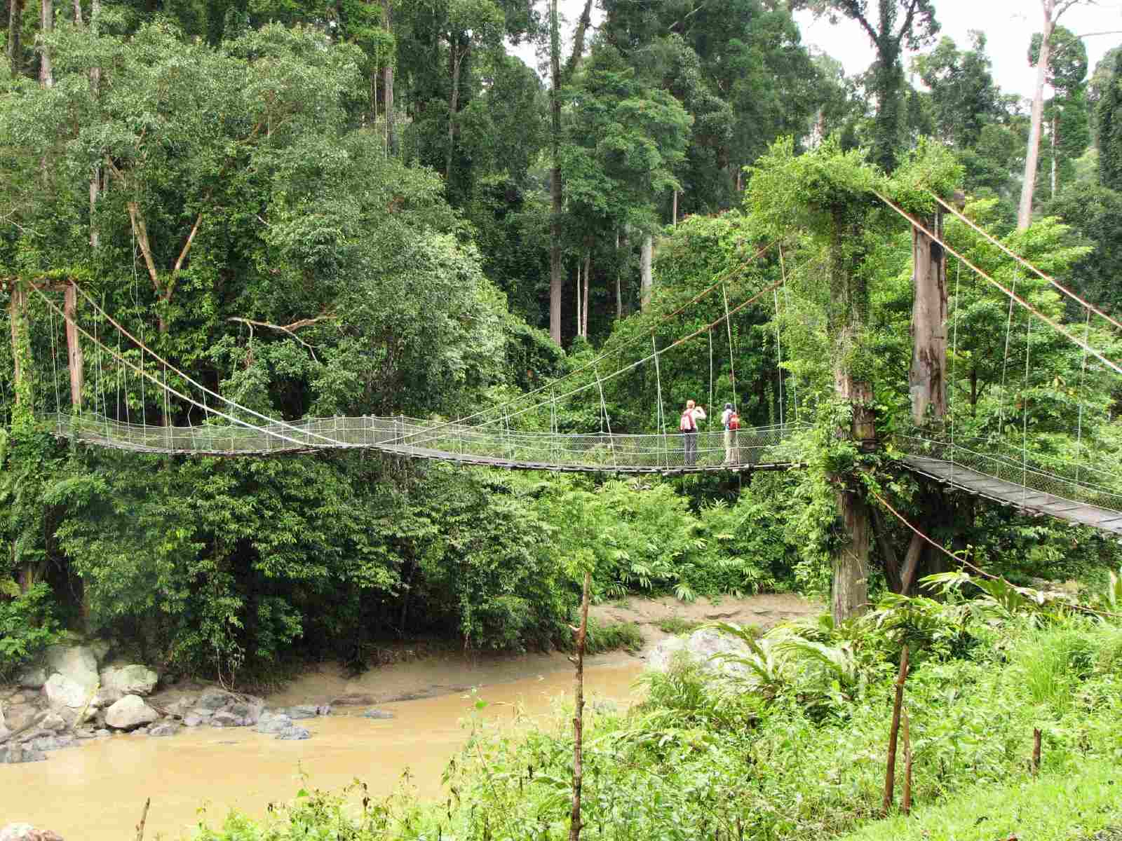 Boardwalk through dense primary rainforest in Danum Valley Borneo with massive dipterocarp tree trunks and filtered green light, immersive jungle honeymoon experience, editorial photography