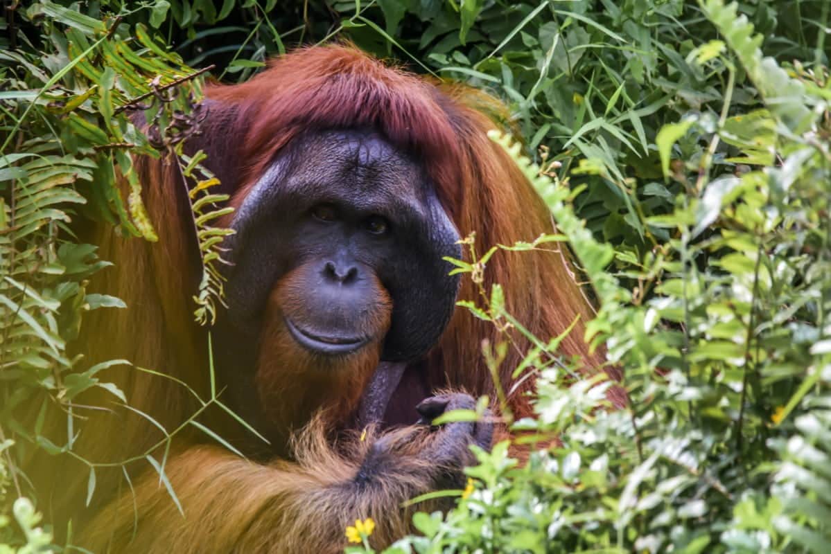 Orangutan in natural habitat hanging from a branch in Borneo rainforest with dense green canopy and dappled sunlight, wildlife off-the-beaten-path honeymoon, editorial photography