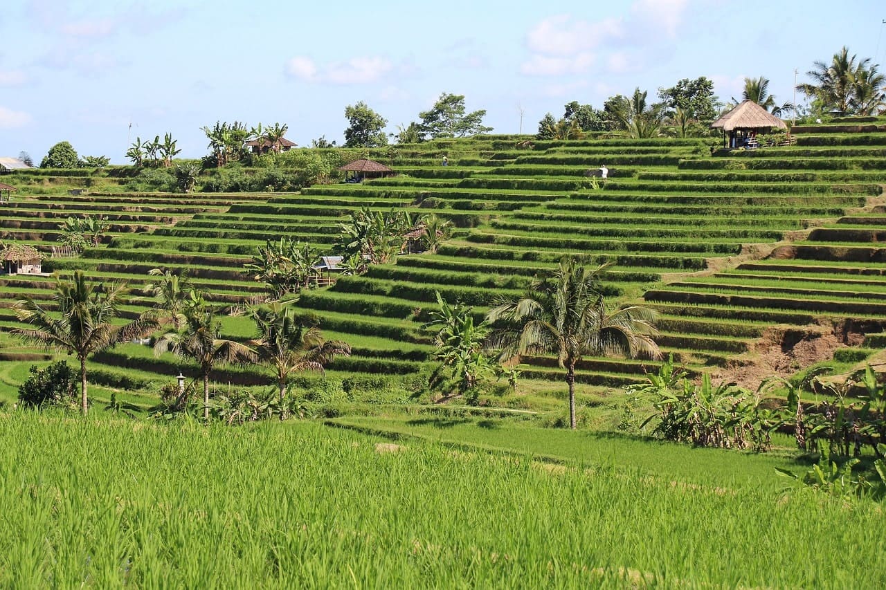 Terraced rice paddies in Ubud Bali at golden hour with palm trees and a traditional Balinese water temple visible among lush green vegetation, luxury Indonesia honeymoon, editorial photography