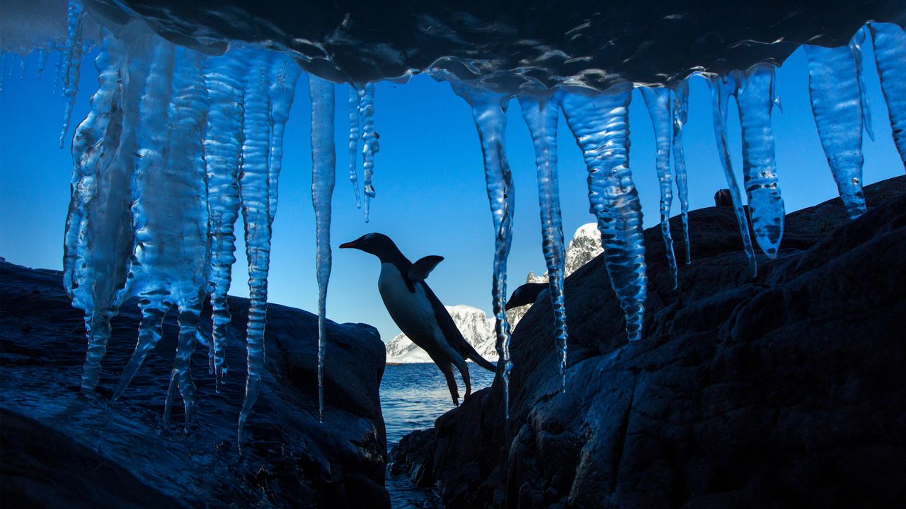Gentoo penguin colony on a rocky Antarctic shore with thousands of penguins and snow-covered mountains rising behind under dramatic polar clouds, wildlife honeymoon expedition, editorial photography