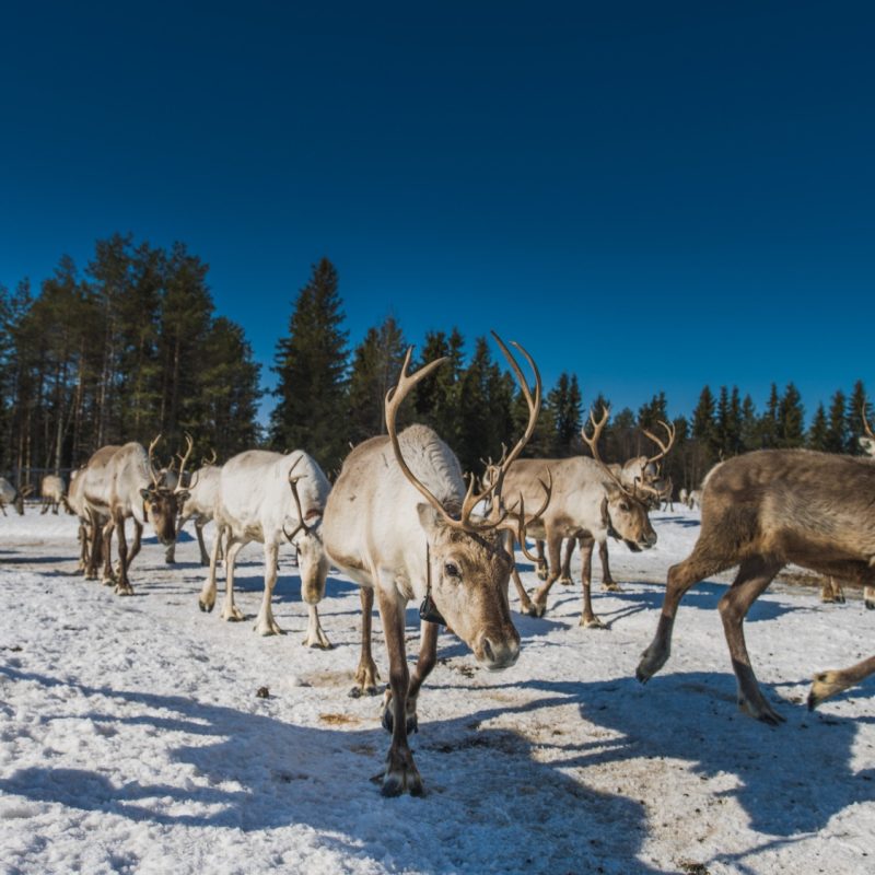 Nomadic reindeer migration​
