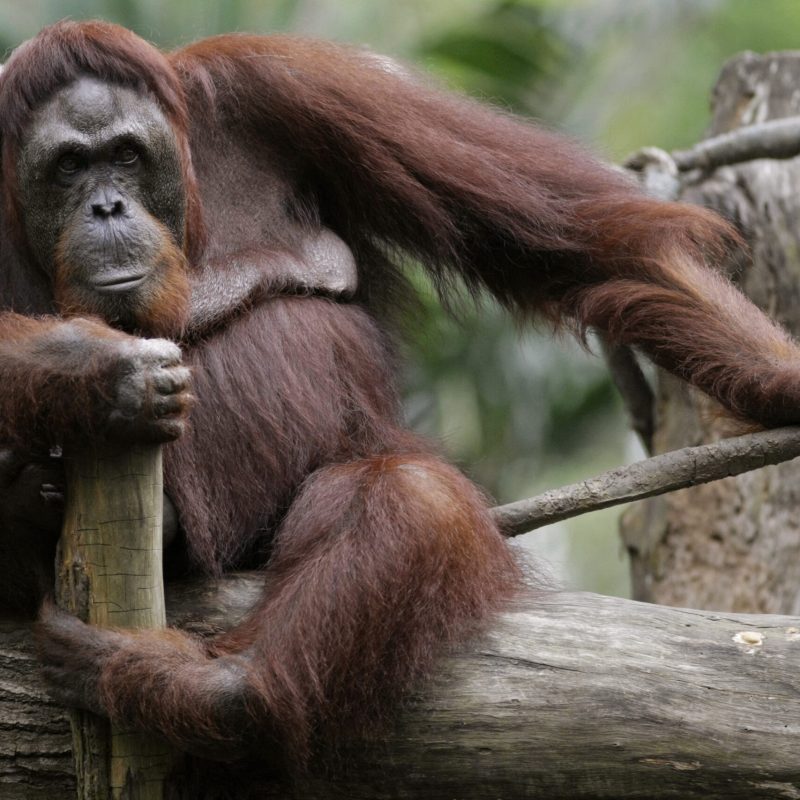 A free-ranging orangutan looks at visitors from a tree at the Singapore Zoo May 4, 2008. REUTERS/Tim Chong (SINGAPORE)