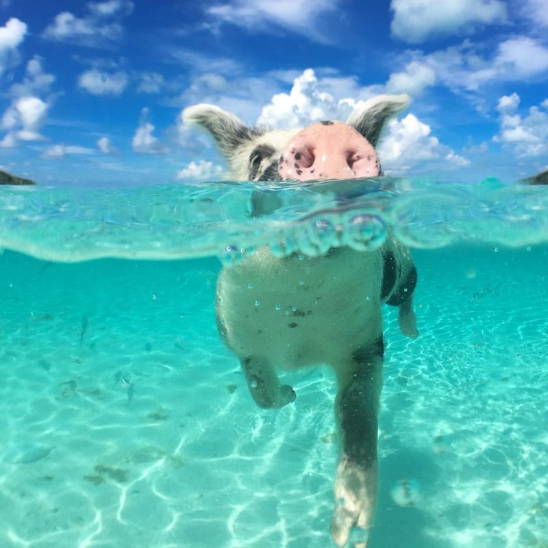 swimming-pig-exumas-bahamas swimming-pig-exumas-bahamas